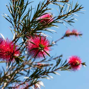 Rince-bouteille (Callistemon)