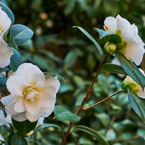 Quand tailler : Camélia du Japon