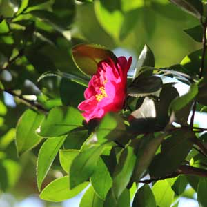 Quand tailler : Camelia d’automne (Camelia sasanqua)