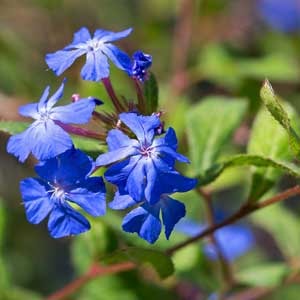 Ceratostigma