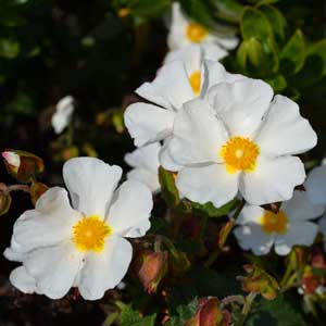 Ciste (Cistus)