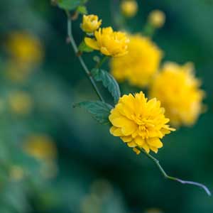 Quand tailler : Corête du Japon (Kerria japonica)