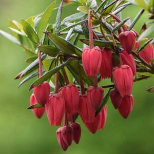 Crinodendron