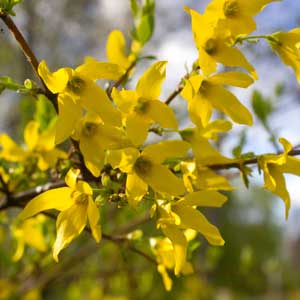 Quand tailler le Forsythia