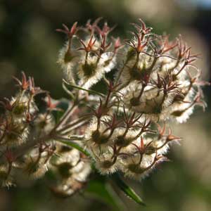 Tailler le kolkwitzia