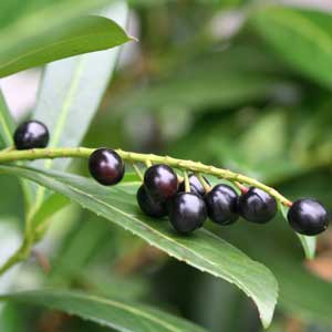 Laurier cerise (Prunus laurocerasus)