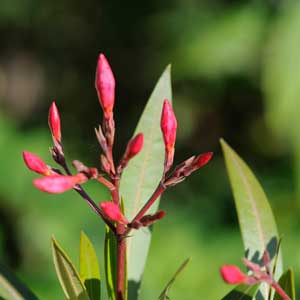 Laurier rose (Nerium oleander)