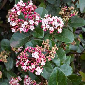 Laurier-tin (Viburnum tinus)