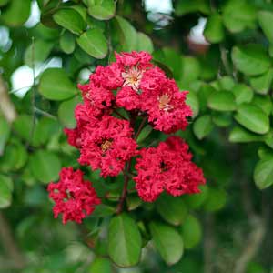 Lilas des Indes (Lagerstroemia)