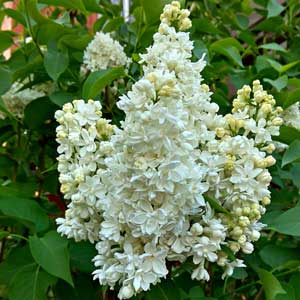 Lilas (Syringa vulgaris)