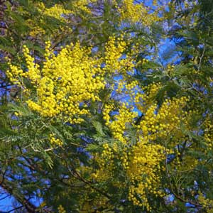 Quand tailler : Mimosa (Acacia dealbata)