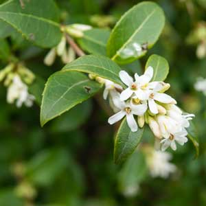 Tailler : Osmanthe (Osmanthus heterophyllus)