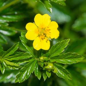 Potentille (Potentilla)