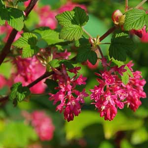 Taille : Groseillier à fleurs (Ribes sanguineum)