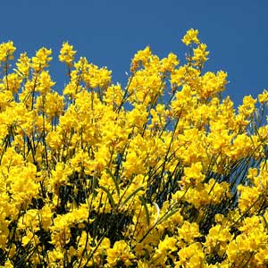 Genêt d’Espagne (Spartium junceum)