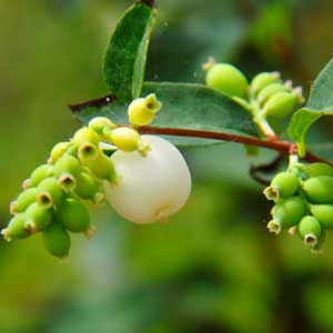 Symphorine (Symphoricarpos)