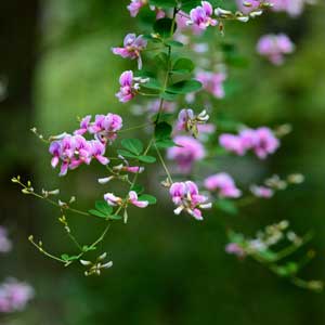 Quand tailler le Trèfle en arbre (Lespedeza)