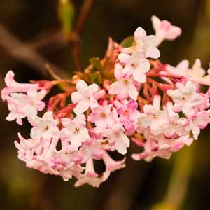 Viornes d’hiver (Viburnum farerri, Var. bodnantense)