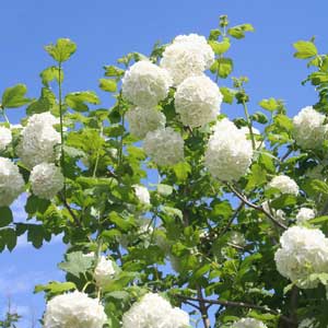 Quand tailler : Boule-de-neige (Viburnum opulus)