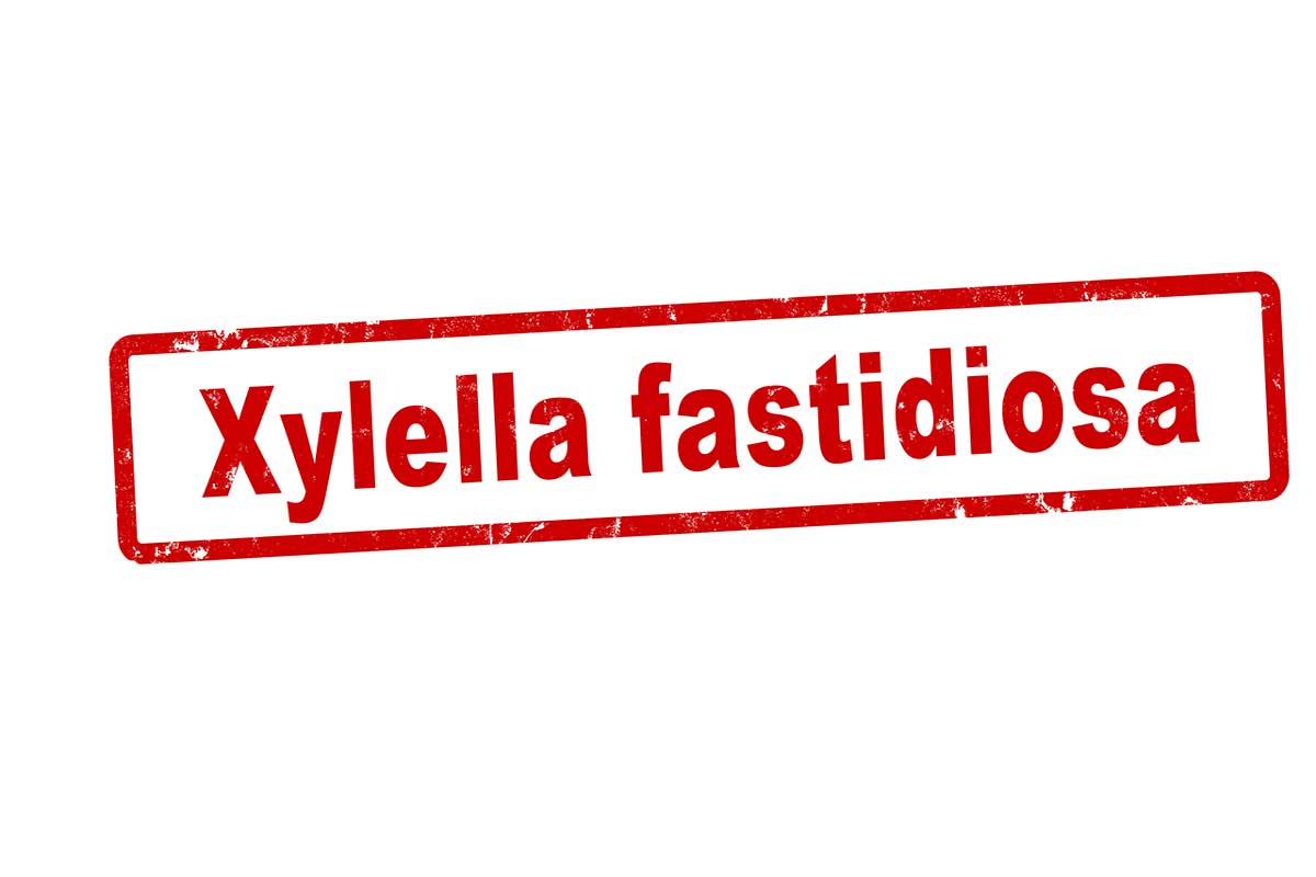Xylella Fastidiosa