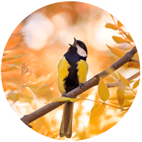 Jardiner avec les enfants : mésange