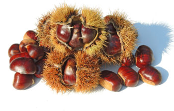 Châtaigne - Castanea sativa - Hortus Focus