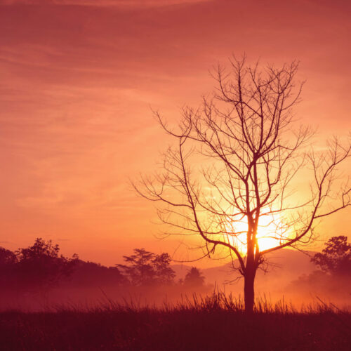 jardin secheresse-Edit Jardin sécheresse