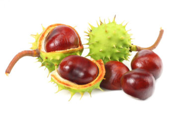 Marron - Aesculus hippocastaneum - Hortus Focus
