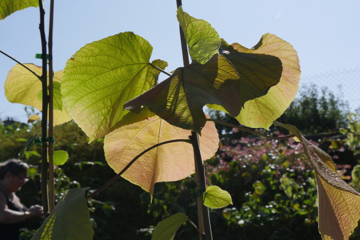 Alchornea davidii - Hortus Focus