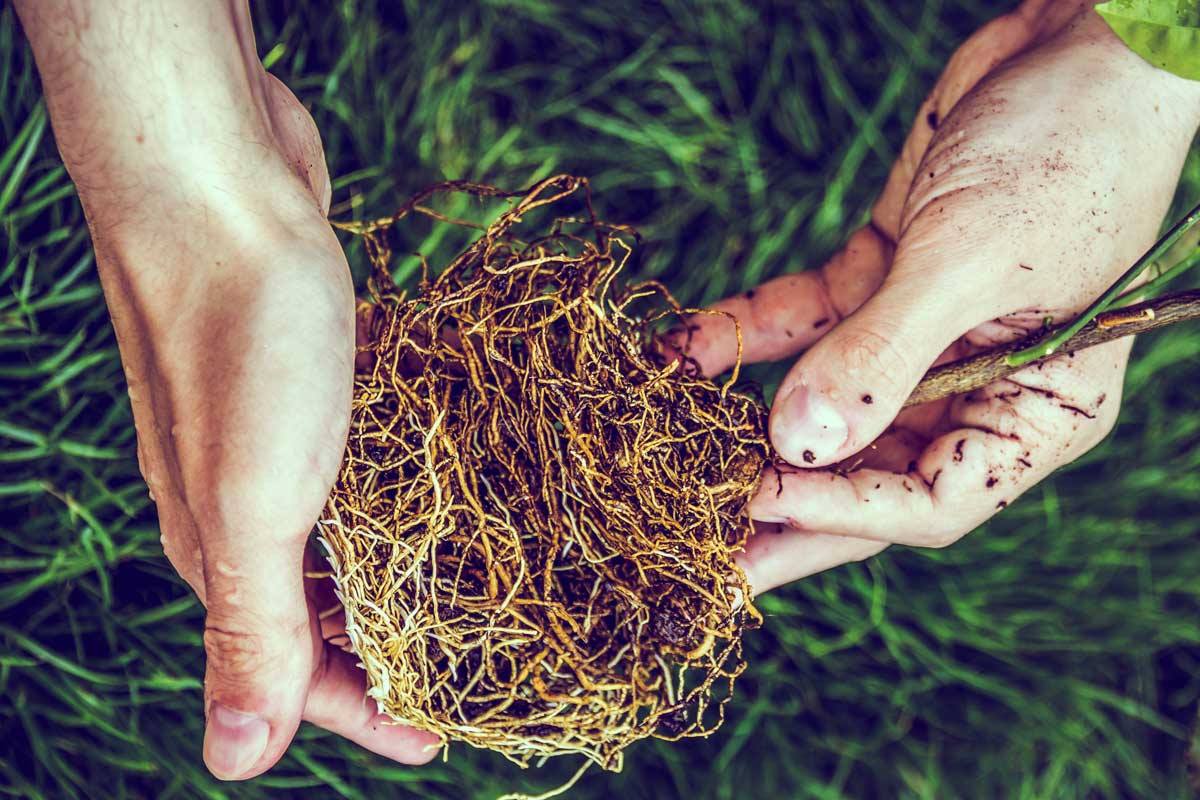 chignon racinaire - Hortus Focus