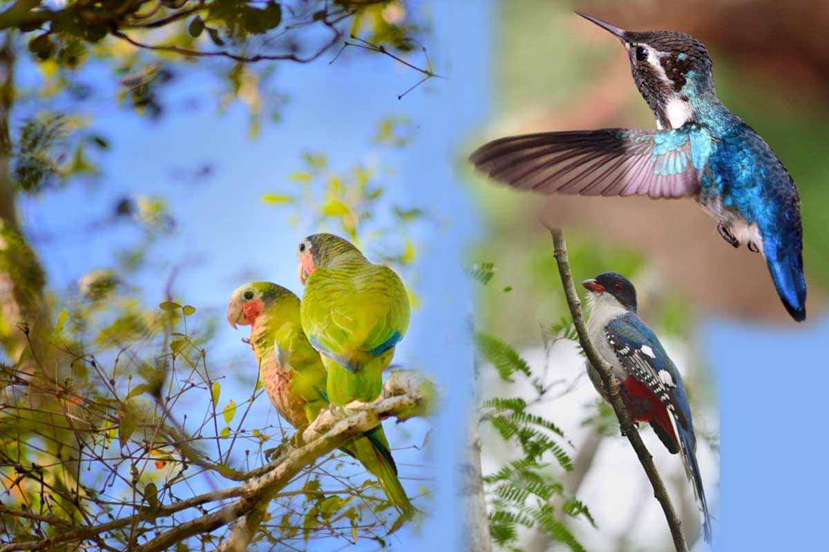 Amazone de Cuba, colibri-abeille et Trogon de Cuba