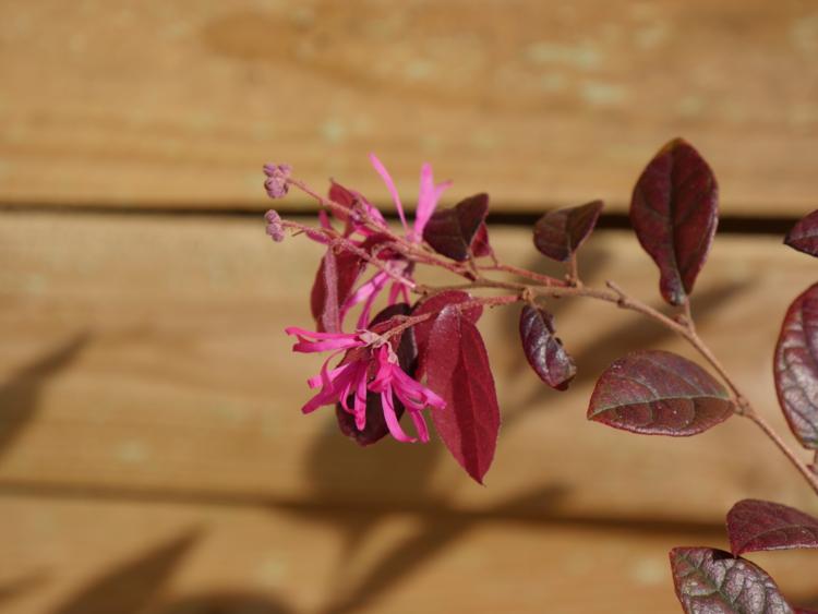 _1080376 loropetalum chinense Fire Dance-Edit Loropetalum chinense