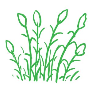 coup de gueule : Herbes