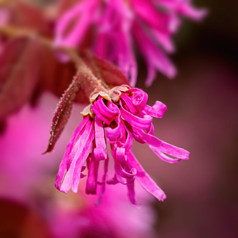 Loropetale de chine - Loropetalum chinense - Andrew Haysom -Edit Loropetalum chinense