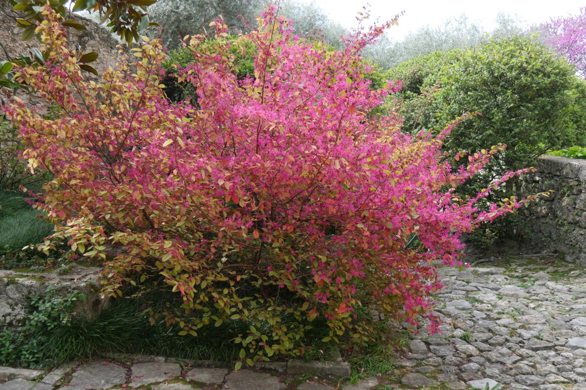 P1310572 Grasse - Villa Noailles - loropetalum chinense-Edit Loropetalum chinense