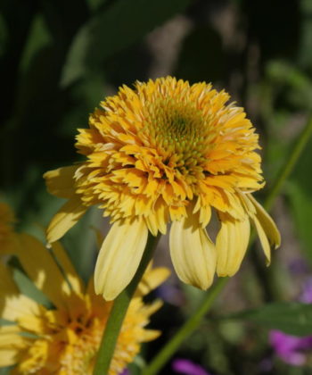 Echinacea Lemon Drop - Hortus Focus