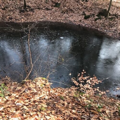 Forêt Domaniale de Verzy_mare Faux de Verzy : mare