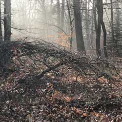 Faux de Verzy : rampant