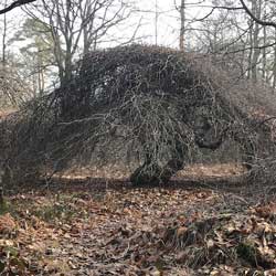 Faux de Verzy : dome