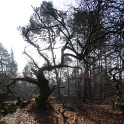 Faux de Verzy : grimpant