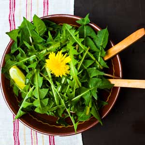 Pissenlits-salade-Creative-Family-iStock-1141181776 Pissenlits-salade-Creative-Family-iStock-1141181776