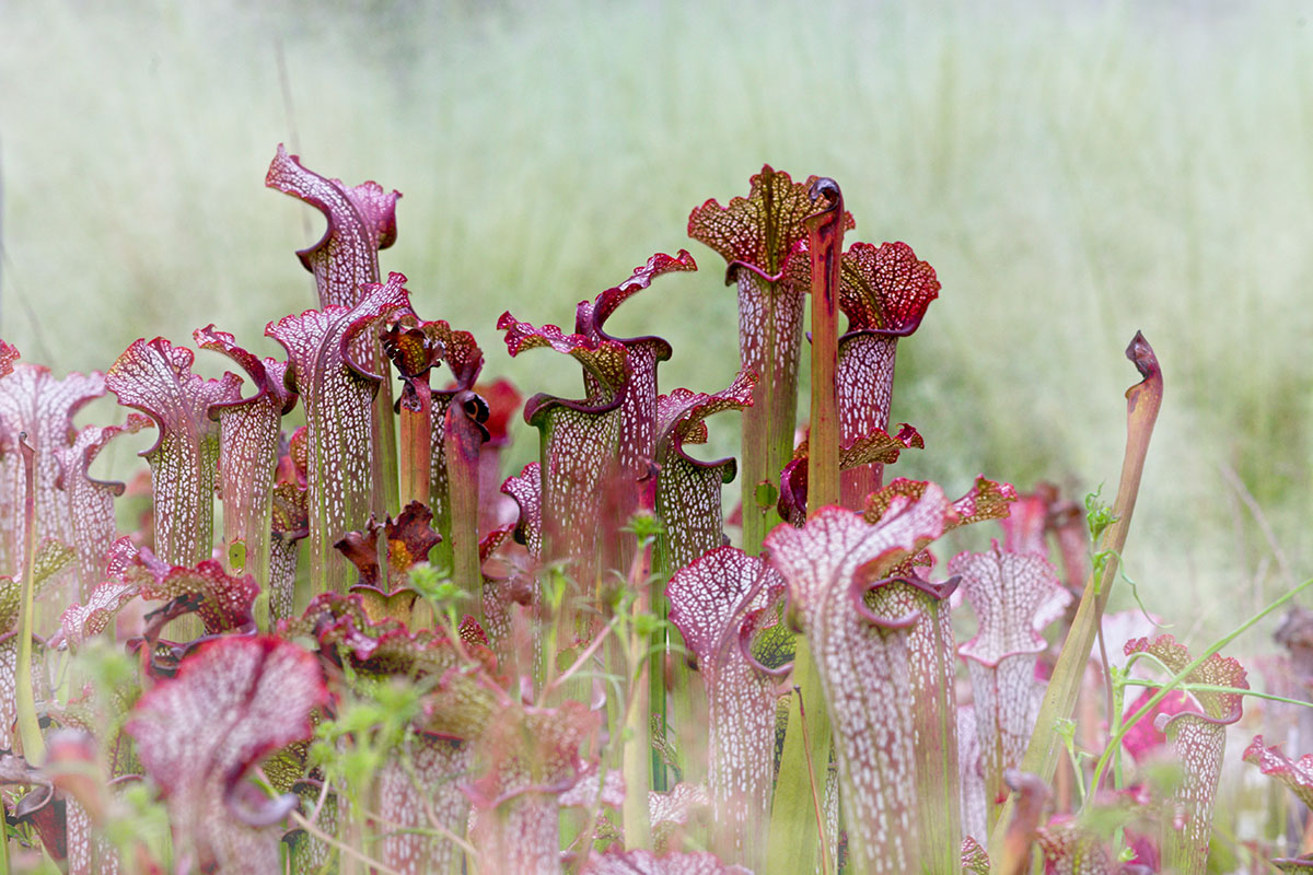 carnivore - sarracenia - sarracenie - alfred-schrock-O9a-wih0pbc-unsplash-1200x800 Sarracenia - Hortus Focus