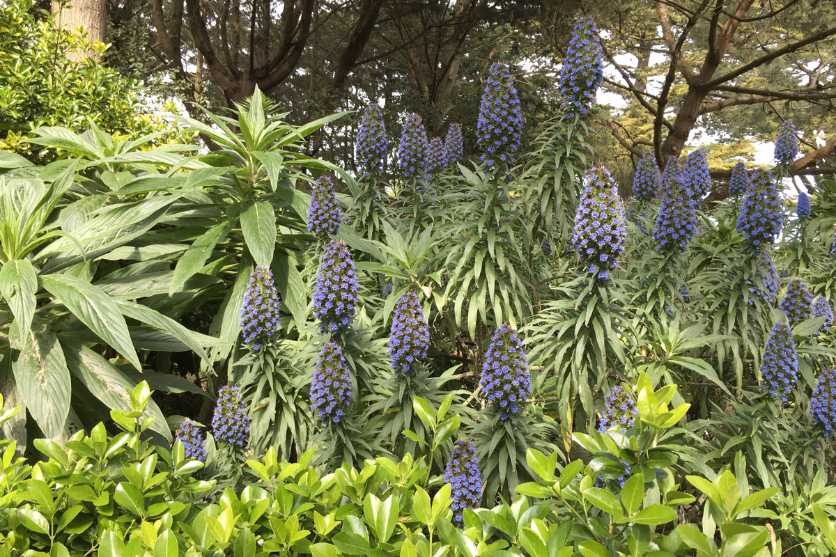 Jardin-Georges-Delaselle-6-©Valérie-Collet Fleurs bleues ©Valérie Collet