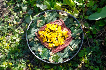 tarte à la gadoue - hortus focus