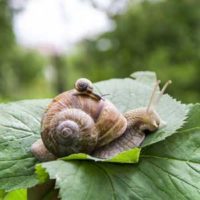 Escargot-parent-enfant-Volha-AdobeStock_280636226 Escargots : parent et enfant