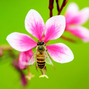 fleur - abeille- necrosis-4517259-Jaesung An-1200x800 abeille sur fleur - Hortus Focus