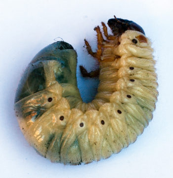 larve cetoine - Hortus Focus