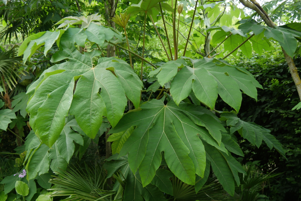 Tetrapanax - Hortus Focus