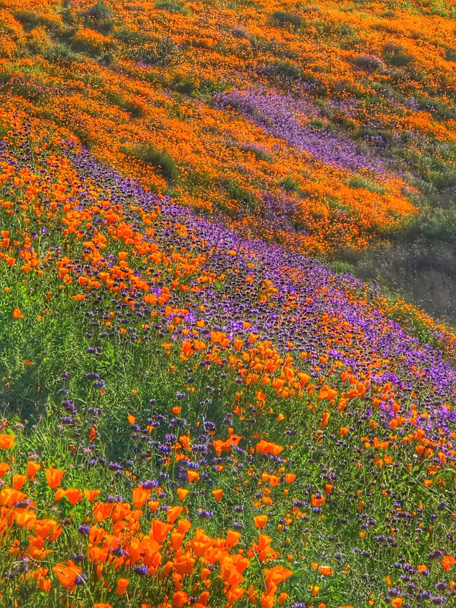 pavot de Californie - Eschscholzia californica - jim Schlett -Edit pavot de californie - Hortus Focus