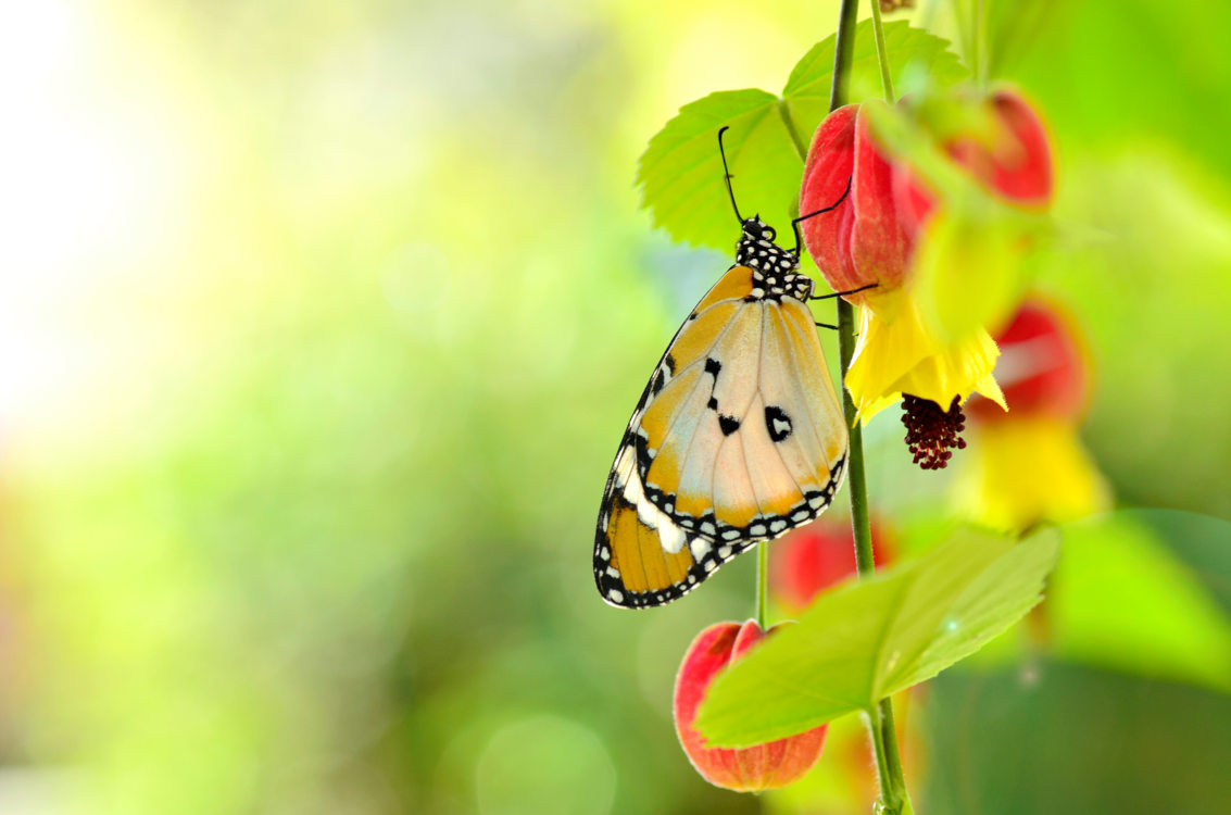 Abutilon megapotanicum - hwongcc -Edit Abutilon megapotanicum - Hortus Focus